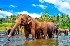 Éléphants se rafraichissant dans une rivière